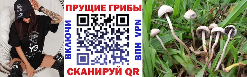 Галлюциногенные грибы Magic Shrooms  Россошь 